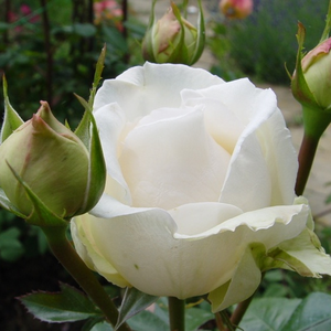 Rosa  Métro - biały  - róża wielkokwiatowa - Hybrid Tea